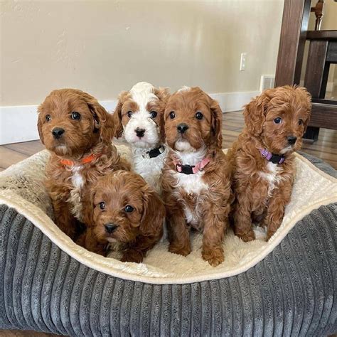 Puppies For Sale in 78209. . Dogs for sale san antonio